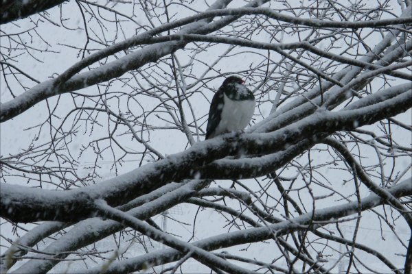 Pigeon in the snow